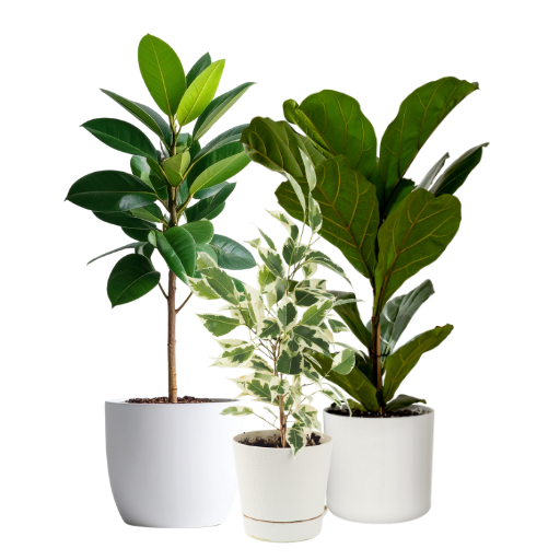 Ficus