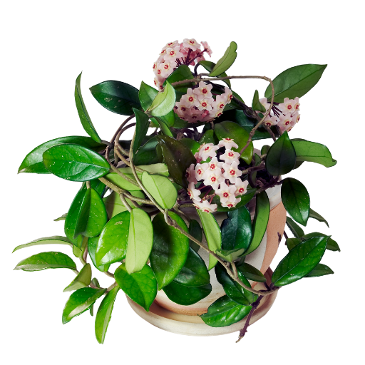 Hoya