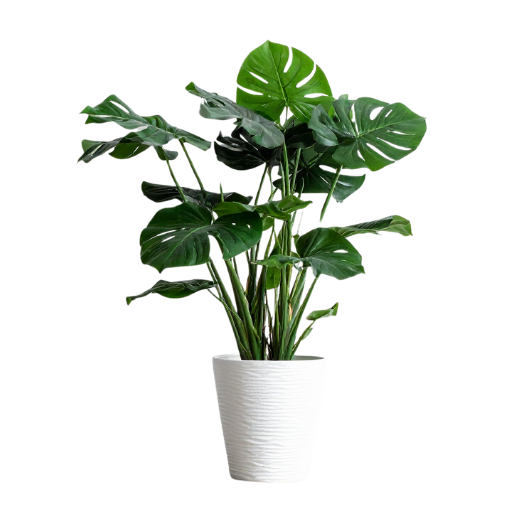 Monstera