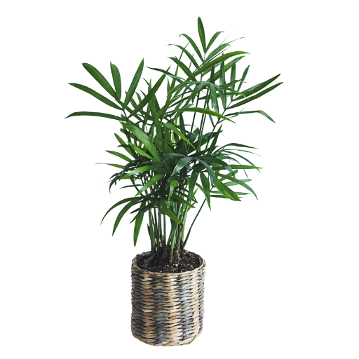 Chrysalidocarpus