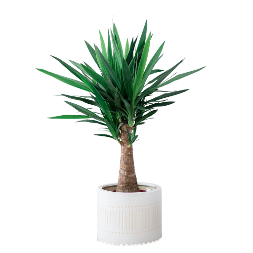 Yucca