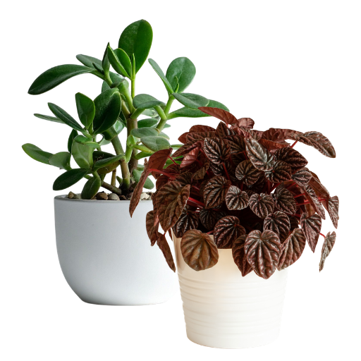Peperomia