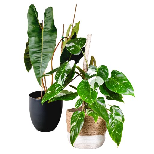 Philodendron