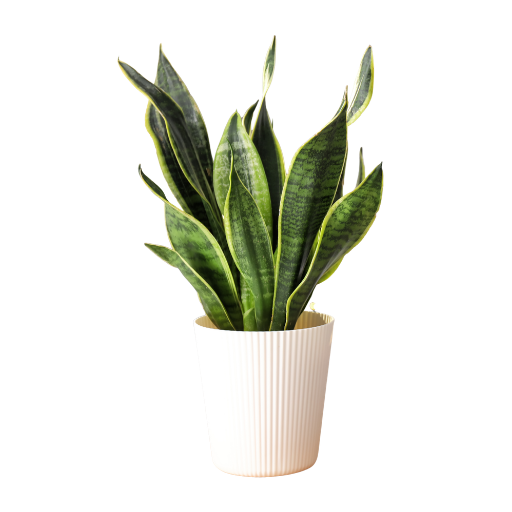 Sansevieria