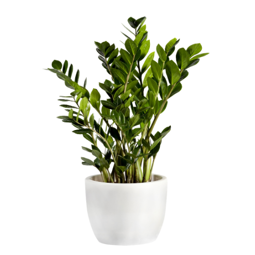 Zamioculcas