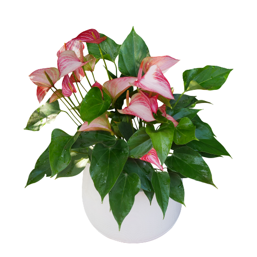Anthurium