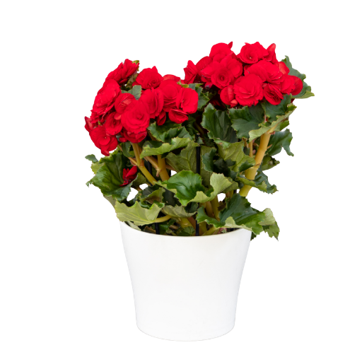 Begonia