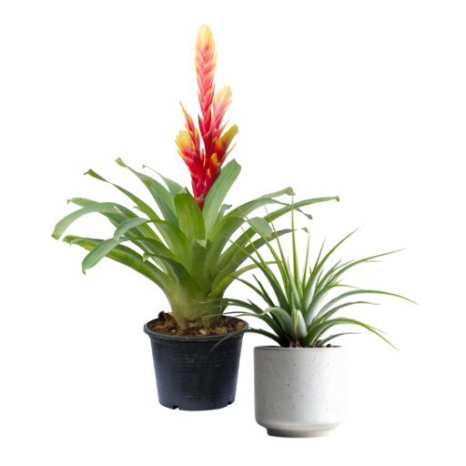 Bromelia / Tillandsia