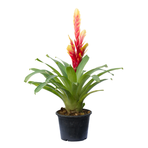 Bromelia