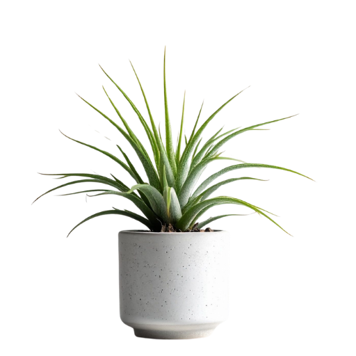 Tillandsia