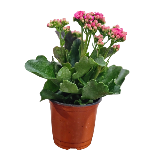 Kalanchoe