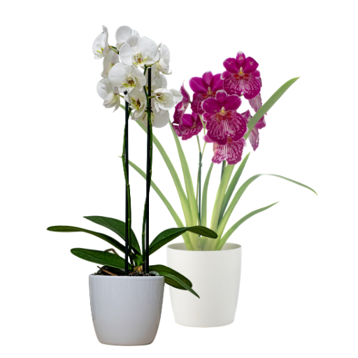 Orchideje