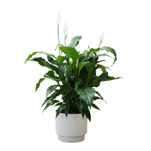 Spathiphyllum