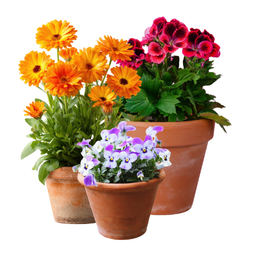 Letničky, dvouletky a balkonové květiny