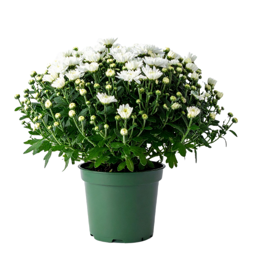 Chrysanthemum