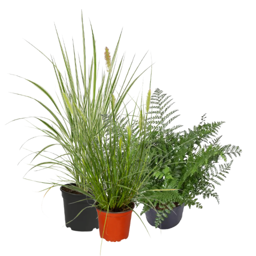 Okrasné traviny a kapradiny