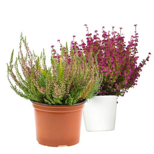 Calluna / Erica