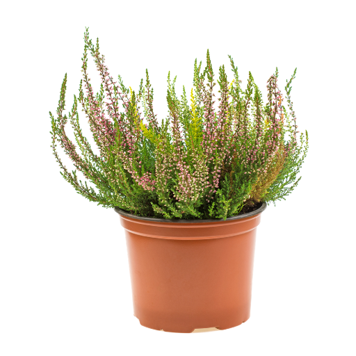 Calluna