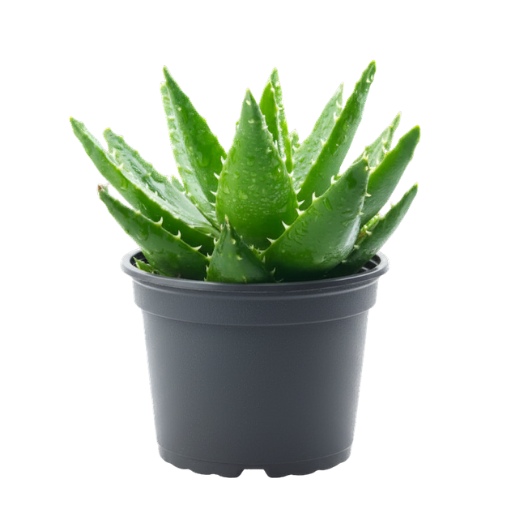 Aloe
