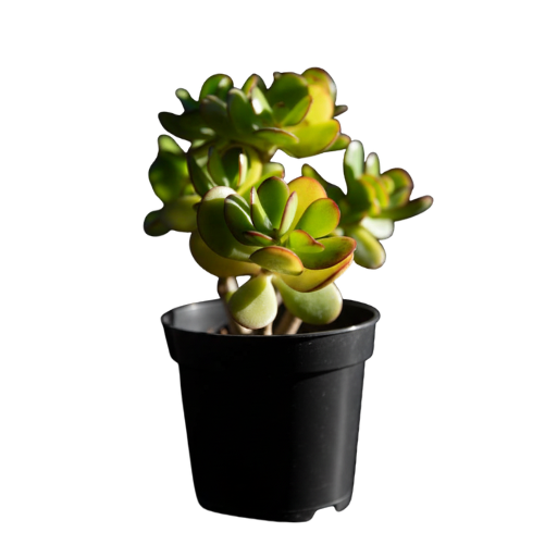 Crassula