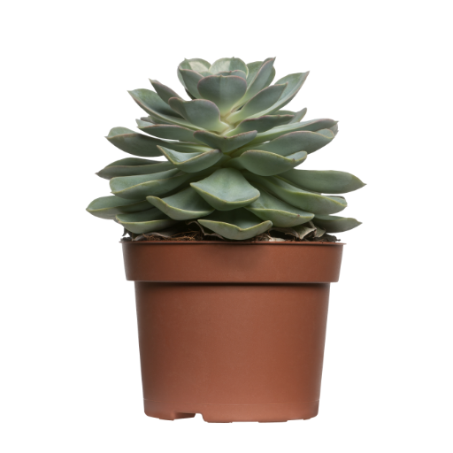 Echeveria