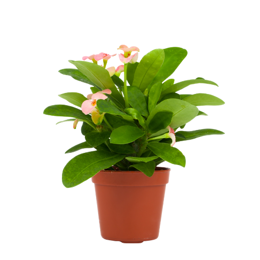 Euphorbia