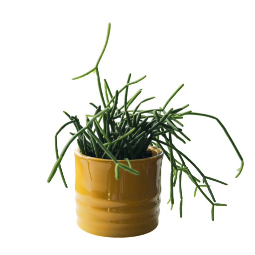 Rhipsalis