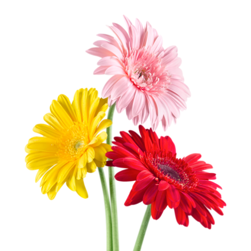 Gerbera