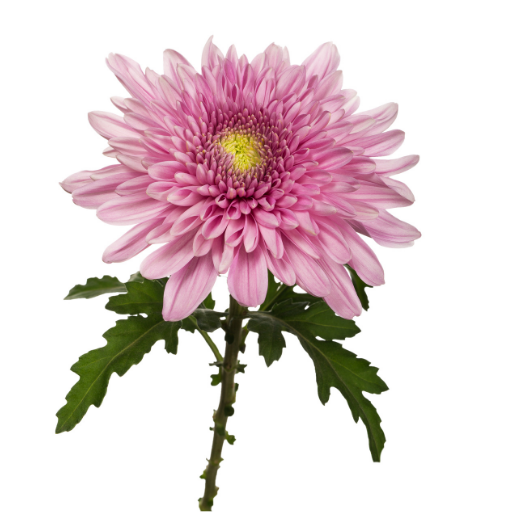 Chryzantéma jednohlavá