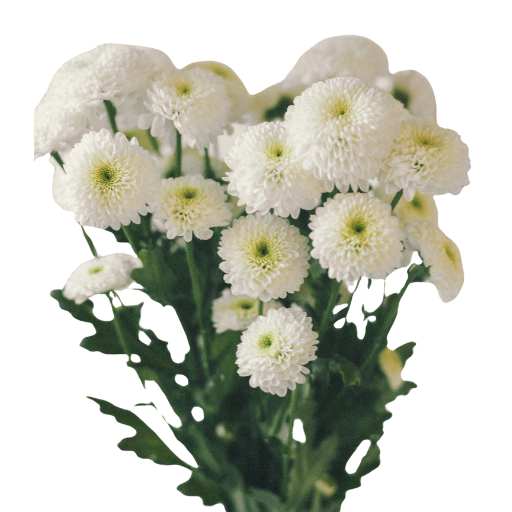 Chryzantéma santini