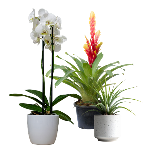 Orchideje, Bromélie a Tillandsie