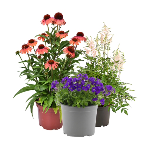 Trvalky a skalničky