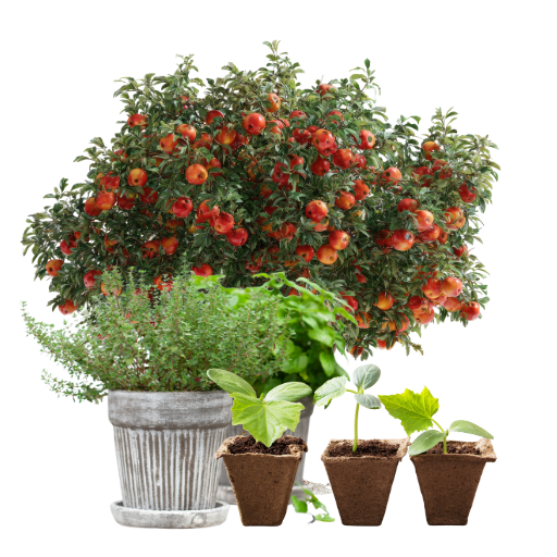 Bylinky, ovoce a zelenina