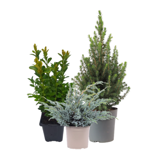 Jehličnaté a listnaté dřeviny 