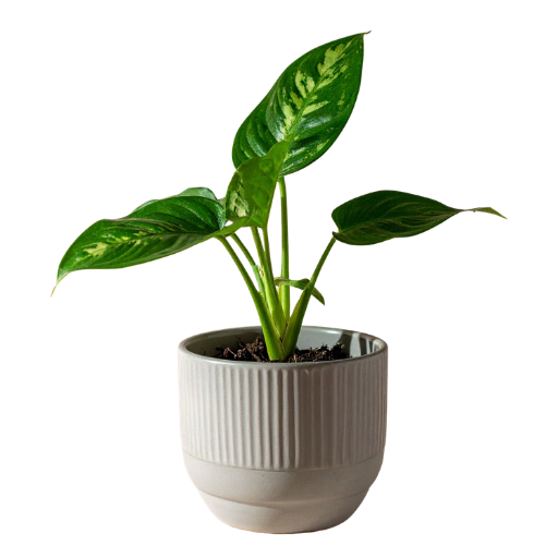 Aglaonema