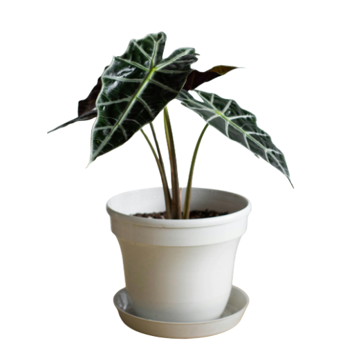 Alocasia