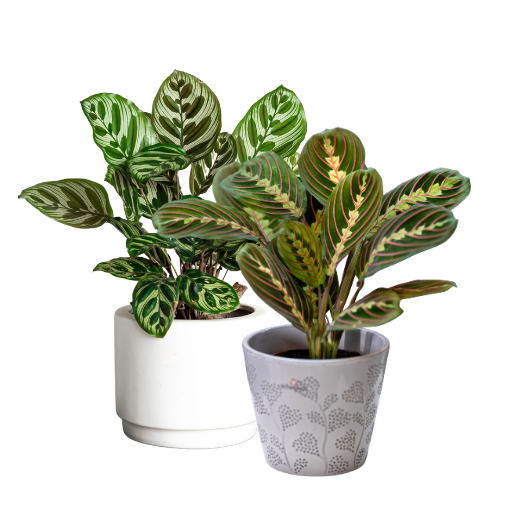 Calathea / Maranta