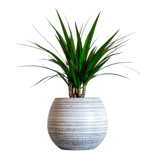Dracaena