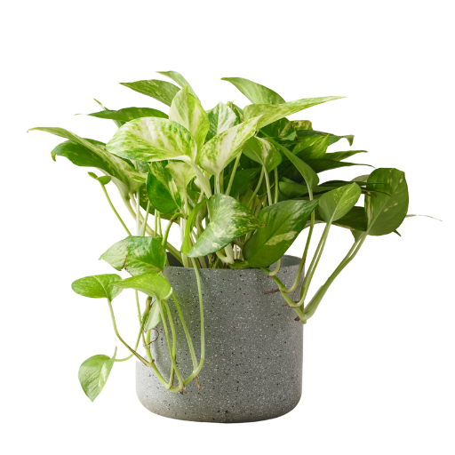 Epipremnum