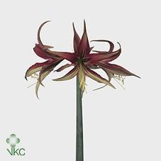 Amaryllis cyb tango
