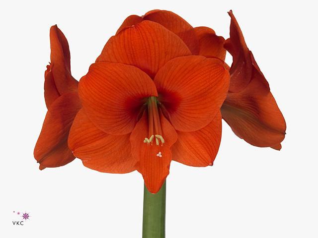 Amaryllis naranja