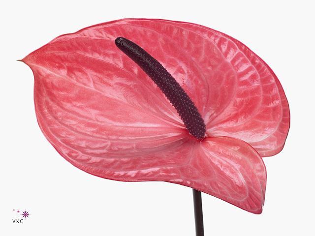 Anthurium candy