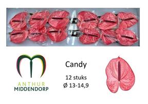 Anthurium candy