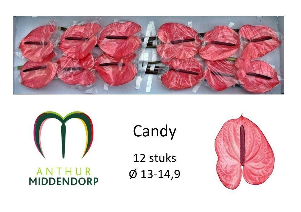 Anthurium candy
