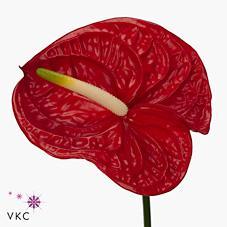 Anthurium eterno