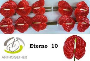 Anthurium eterno