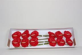 Anthurium eterno