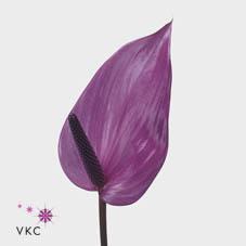 Anthurium previa