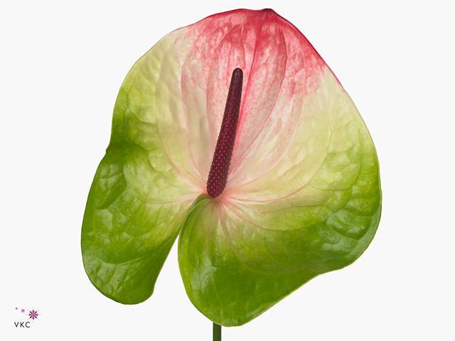 Anthurium zafira