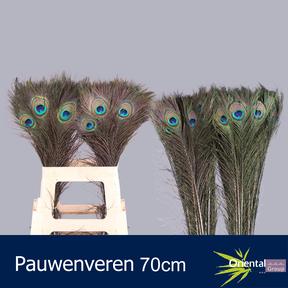 Deco pauwenveren